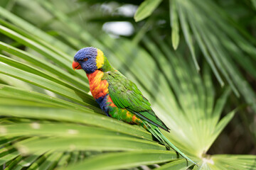Parrot on palm tree