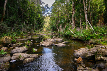 A river running through the Australian rainforest - horizontal