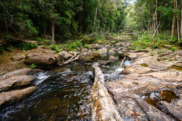 A river running through the Australian rainforest - horizontal
