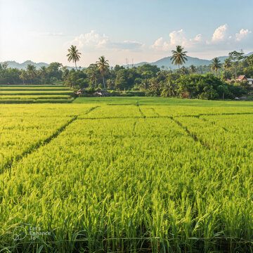 Rice field landscape, digital illustration