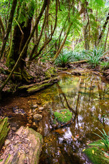 A pool of water showing reflections of the surrounding rainforest plants and trees - Horizontal