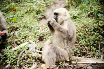 Southern Plains Langur Feeding on Fresh Fruit