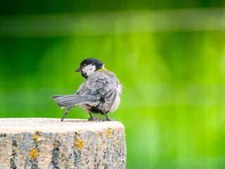 切り株にとまるシジュウカラ