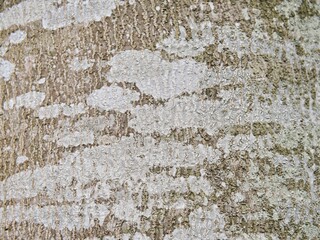 Close-up of tree bark with whitish spots on its surface. Abstract tree bark pattern.