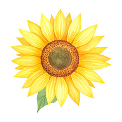 Obraz premium Watercolor Sunflower on Black