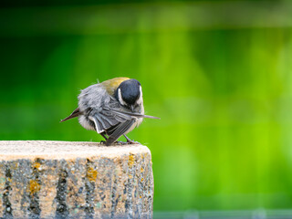 切り株にとまるシジュウカラ