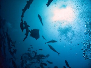 Silhouette of School of Banded houdsharks and Red stingrays in Tateyama, Chiba, Japan