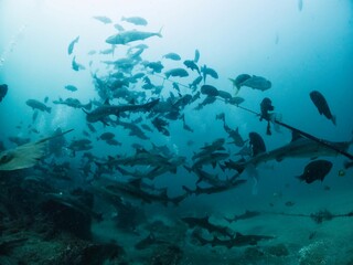 School of Banded houdsharks in Tateyama, Chiba, Japan