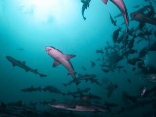 School of Banded houdsharks in Tateyama, Chiba, Japan