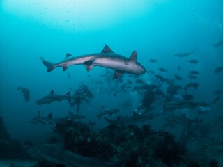 School of Banded houdsharks in Tateyama, Chiba, Japan