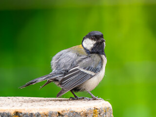切り株にとまるシジュウカラ