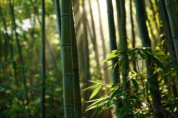 Vibrant green bamboo stalks grow tall in a serene Japanese forest, bathed in the soft light of a tranquil morning