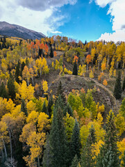 Golden aspen trees with evergreen pines on a mountain hillside during peak autumn season. Bright...