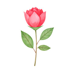 Fototapeta premium Watercolor Rose on Black