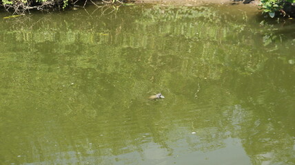 The carcass of a fish floats, carried away by the calm current of a river.