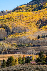 Golden Aspen Trees in Full Autumn Colors | Vibrant Fall Foliage Landscape, Seasonal Nature...