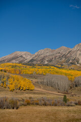 Golden Aspen Trees in Full Autumn Color in Colorado Mountains | Scenic Fall Foliage, Vibrant Yellow Forest Landscape, Seasonal September October Nature Background, Autumn Season Travel and Tourism
