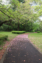 Japan's natural landscapes, including mountains, forests, rivers, and parks, create a serene and versatile backdrop perfect for your designs and presentations.
