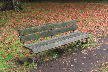 A wooden park bench surrounded by green grass and flower petals.