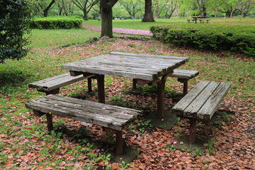 A wooden park bench surrounded by green grass and flower petals.