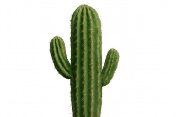 Saguaro cactus with two arms growing on a transparent background, ideal for desert and western themes