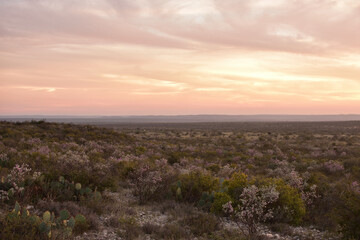 sunset over Texas sage field