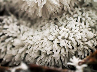 Close up Fungus from Tropical Rainforest.