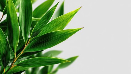 Fototapeta premium Close-up of vibrant green leaves