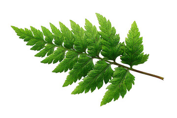 Vibrant green fern leaf showcasing intricate leaf patterns on a bright background.