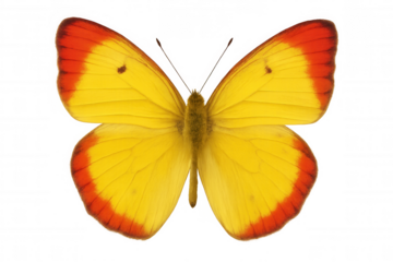 Vibrant butterfly displaying yellow wings with orange-tinged edges, floating against transparent backdrop for design elements