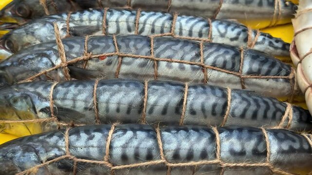 Freshly caught fish prepared for market in coastal location