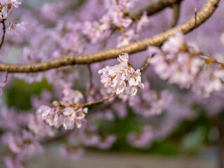 公園に咲いたピンクの桜