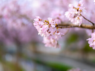 公園に咲いたピンクの桜