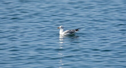 Seagull floating on water