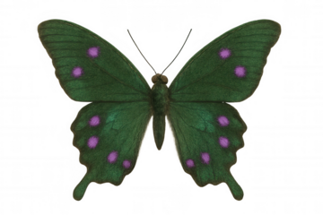 Green butterfly with pink spots showing its wings on a transparent background, perfect for graphic design projects