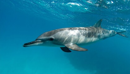 Obraz premium Dolphin swimming underwater