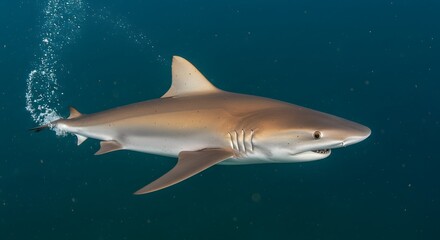 Obraz premium Shark underwater side view