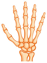Human Hand Bone Structure Anatomy Skeleton Carpal Metacarpal Phalanges Skeletal System