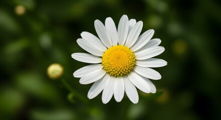Fototapeta premium Single white daisy flower closeup