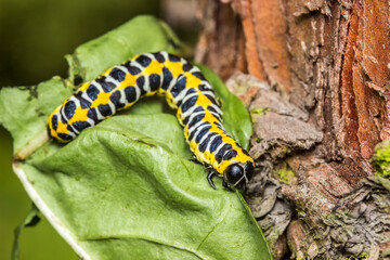 yellow white black caterpillar on a green blurred background. colorful detailed macro photo of an insect in the wild. close-up. space for text. screensaver. bokeh