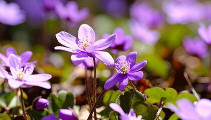 Fototapeta premium Spring wildflowers in bloom