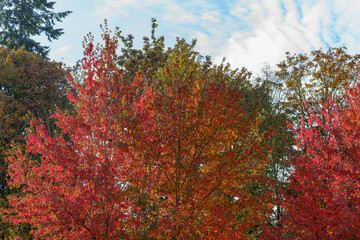red autumn leaves