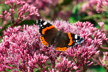 butterfly admiral. on a blurred background with highlights and bokeh. colorful macro photo of an...