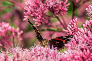 butterfly admiral. on a blurred background with highlights and bokeh. colorful macro photo of an...
