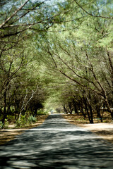 road in the middle of a view of dense tree branches, lush
