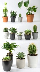 Fototapeta premium Succulents/Cacti Display