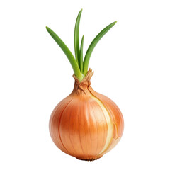 Fresh onion with green sprouts isolated on transparent background