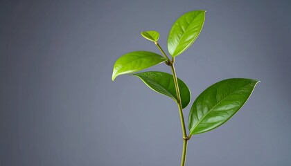 Fototapeta premium Plant Leaves Closeup