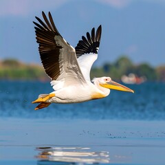 Pelican in flight over water