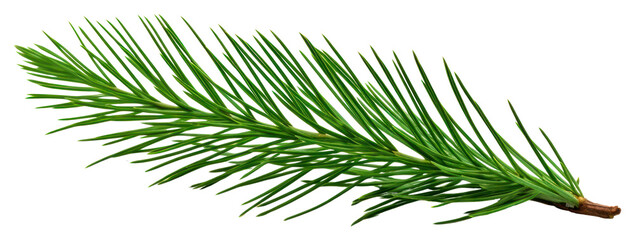 Fototapeta premium PNG Pine tree leave plant fir